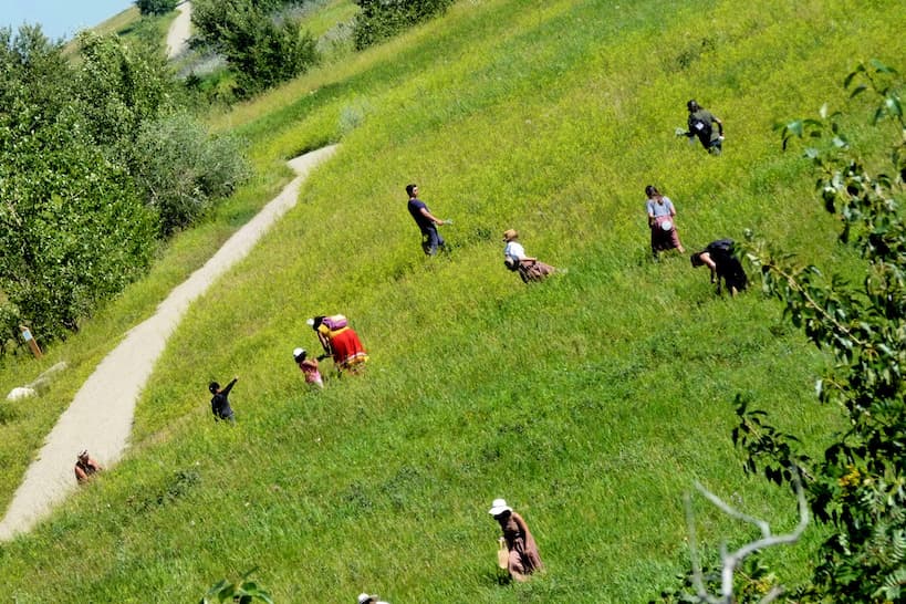 Les gens se sont dispersés dans un champ vert par une journée ensoleillée, récoltant la médecine traditionnelle.
