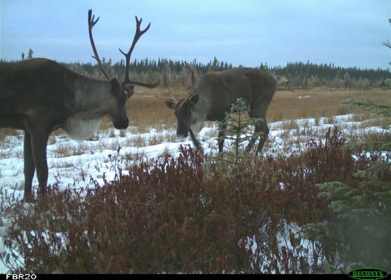 Two caribou spotted on a Suncor site.