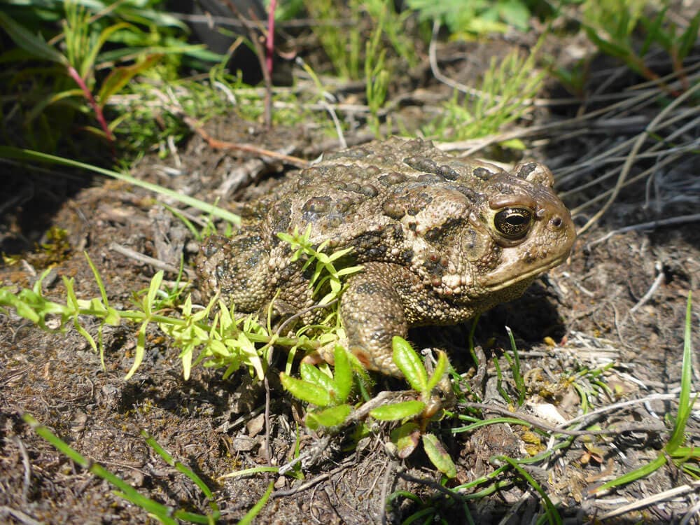 Canadian toad spotted at Suncor's Base Plant site