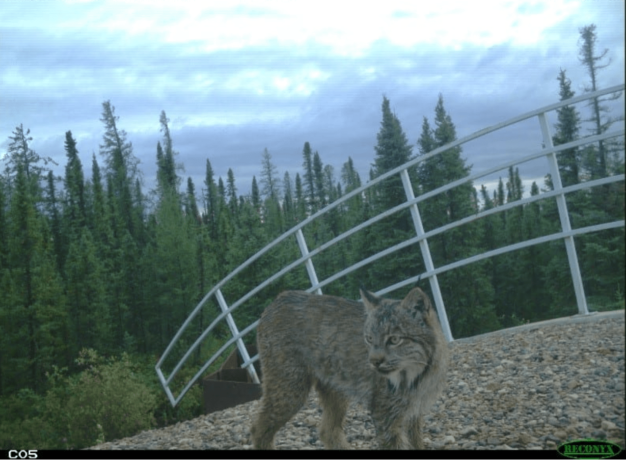 Un lynx a été enregistré dans le cadre de notre programme de surveillance photographique