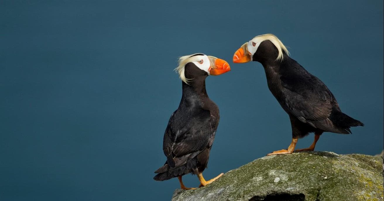 Two tufted puffins (black feathered coastal birds with white heads and orange beaks) face each other on a rock.