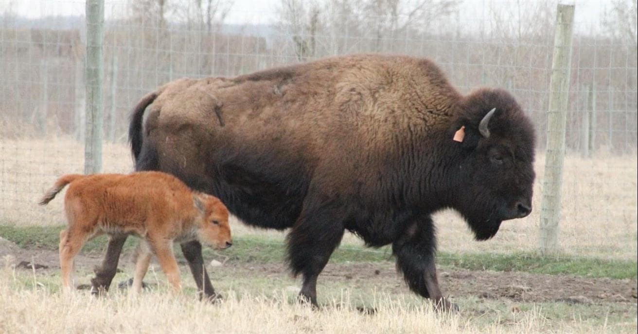 Une bisonne et son bébé dans un champ.