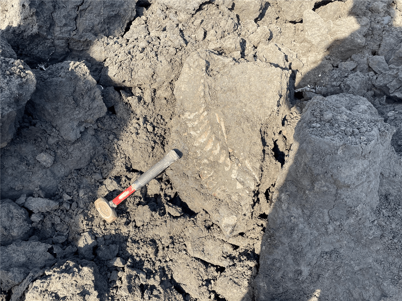 Des restes de fossile de couleur claire font contraste avec les sables bitumineux de couleur foncée. 