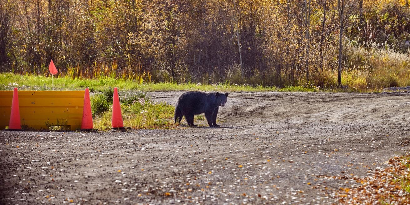 bear in the middle of a working site with orange cones around him