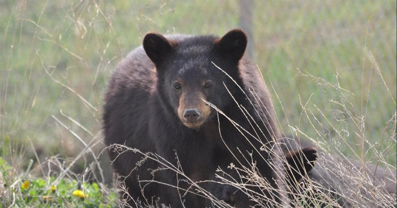 Observation d'un ours sur un site