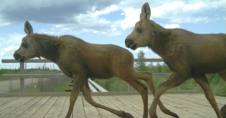 two moose calves crossing the overpass 