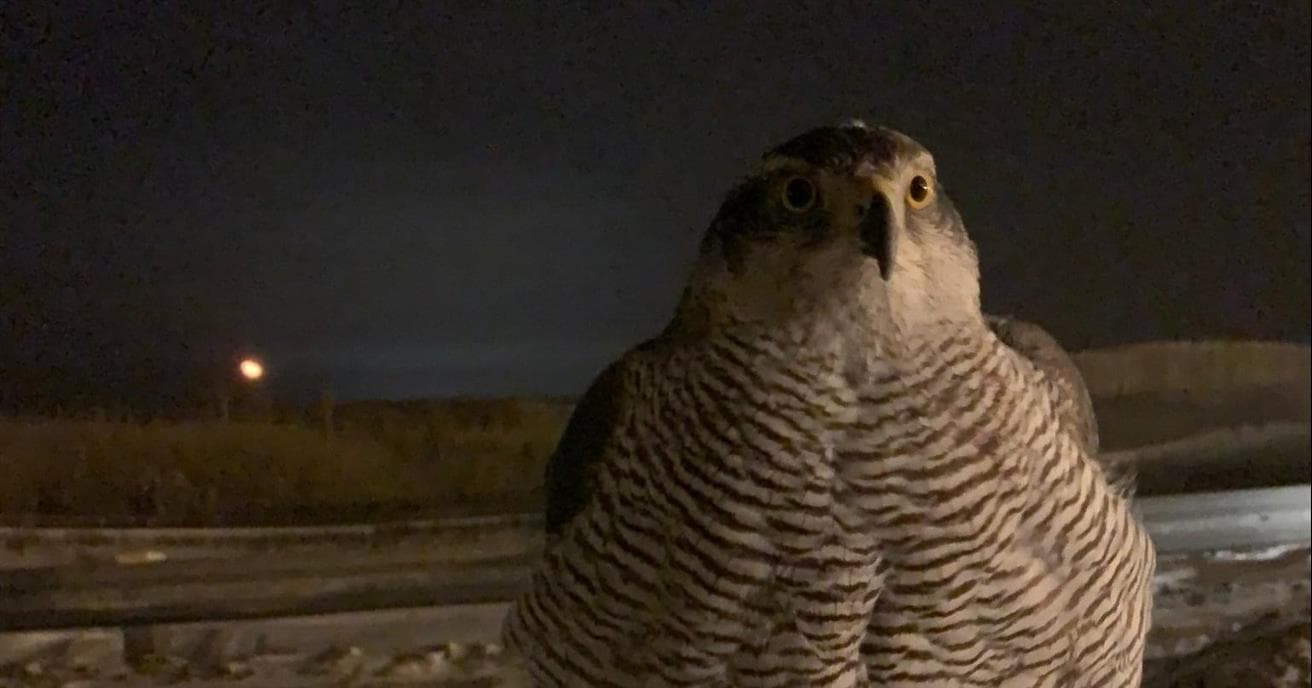 A falcon sitting on a mound of snow at night