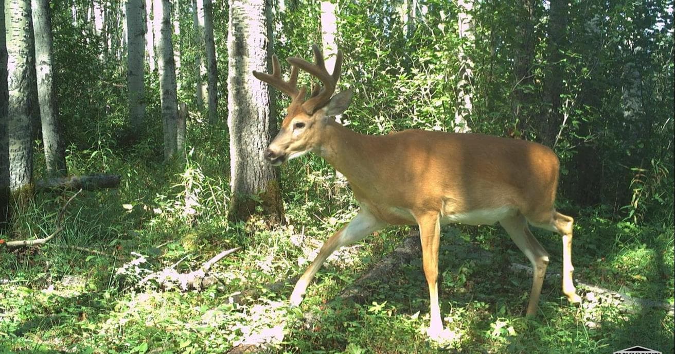 A deer with velvet on his antlers is seen on one of MacKay River's wildlife cameras.