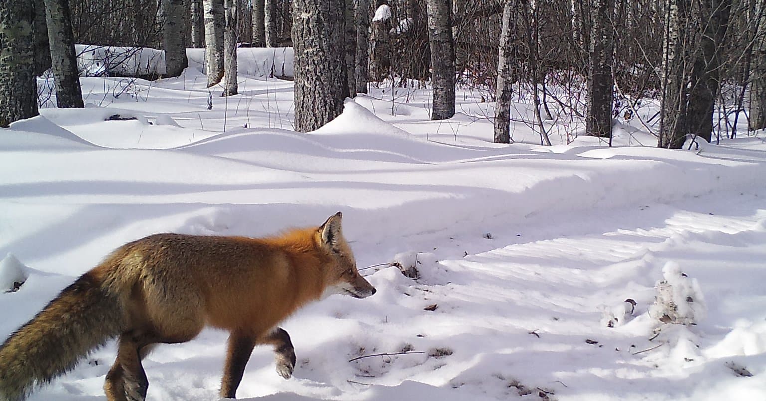 A fox captured by one of our wildlife monitoring cameras. 