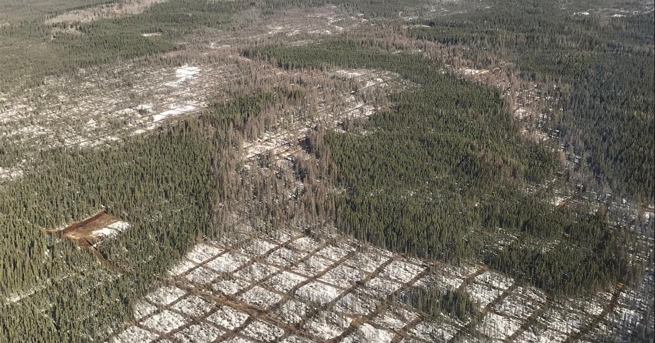  Aerial photo of freshly cut lines to conduct seismic exploration in northern Alberta.
