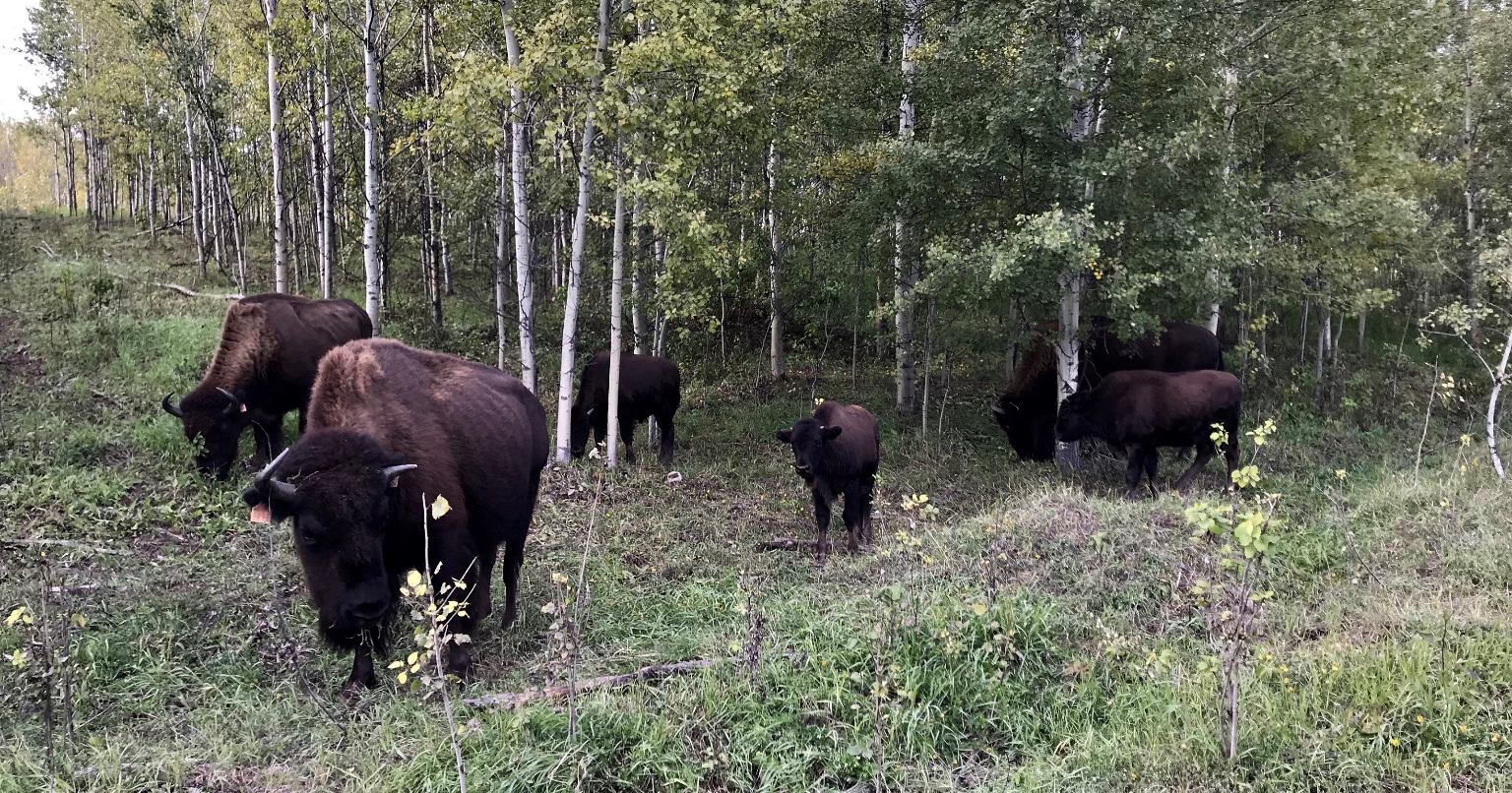 A herd of close 300 bison, part of Syncrude’s efforts to repatriate the threatened subspecies, will be joining the Suncor family at the end of Sept.