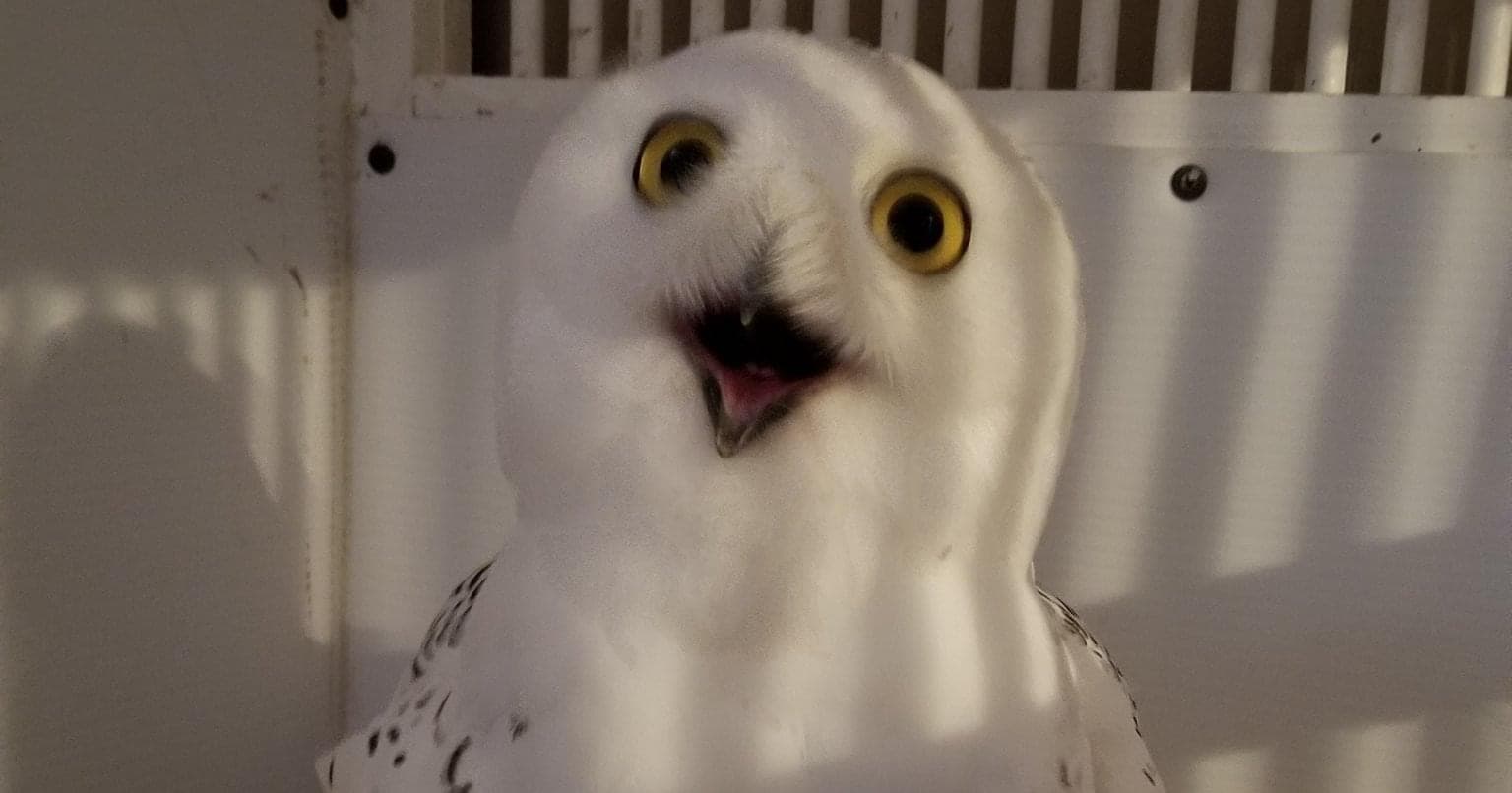 A white owl in a bird cage. Its beak is open and it’s looking at the camera.  
