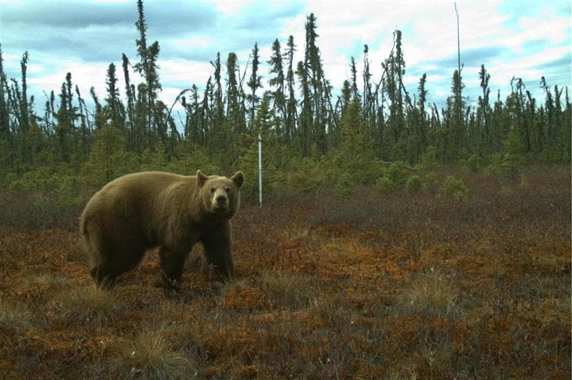 A grizzly bear captured by wildlife monitoring cameras.