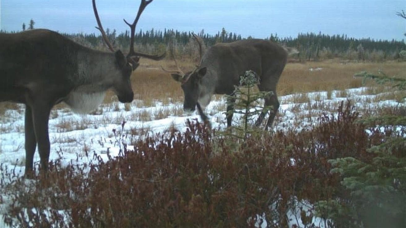 Deux caribous aperçus à l'une de nos installations dans le cadre de notre programme de surveillance photographique.